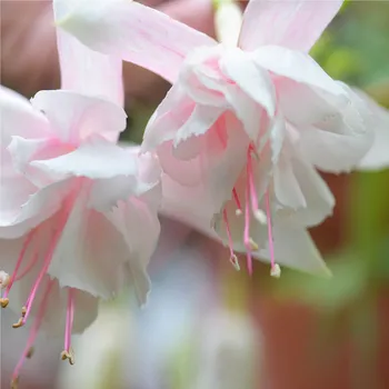 Pink Marshmallow Fuchsie (USA 1971) 236