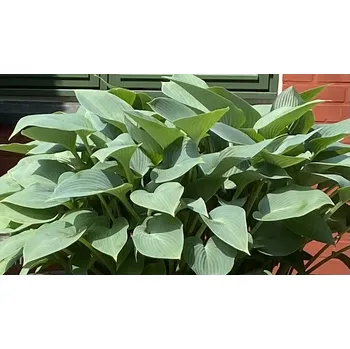 Bohyška. Hosta Elegans 3157