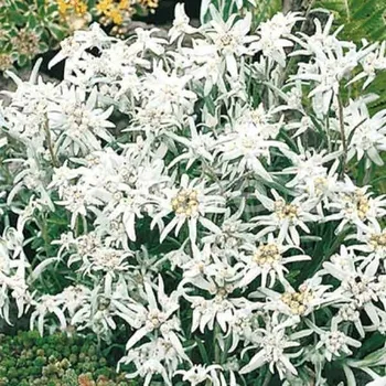 Protěž alpská (Leonopodium Alpinum Everest)