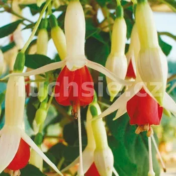 German Pearl Fuchsie 307