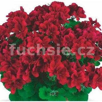 Pelargónie grandiflorum- Velvet Red, vzpřímený - 1243
