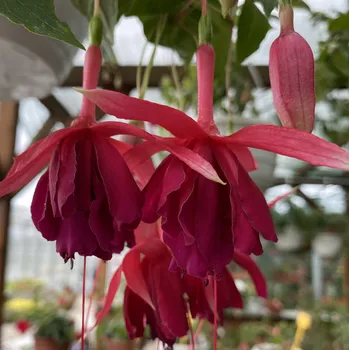 Mama Lidia Fuchsie 920