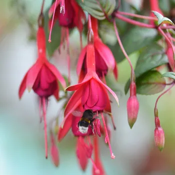 Peter Rosegger Fuchsie 327