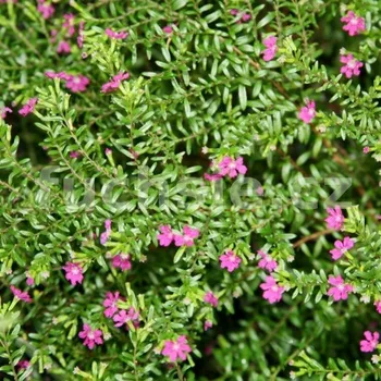 Kupea růžová (Cuphea Hyssopifolia) - 035R