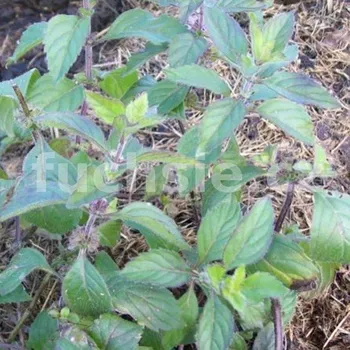 Máta levandulová - 162L