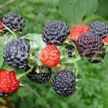 Ostružina černá, Oregon Thornless