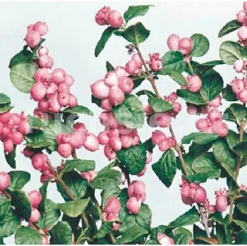 Pámelník (Symphoricarpos D. Magic Berry) - 1070