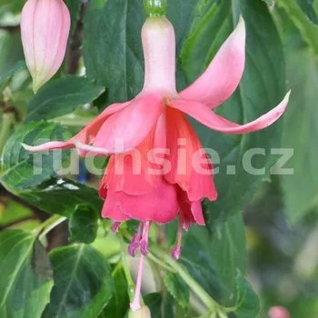 Johanna Rosenbach Fuchsie 831