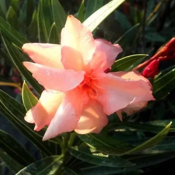 Oleandr oranžový (Nerium)- plnokvětý - 178O