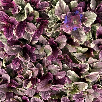 Ajuga Reptans Burgundy Glow-zběhovec