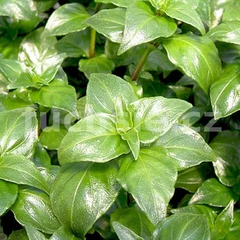 Žampionové koření (Rungia klossi) - 105L