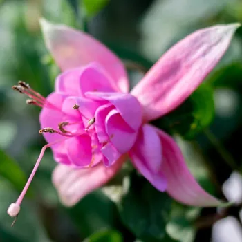 La Muzica Fuchsie (Šl. Josef Gindl, A, 2001) 705