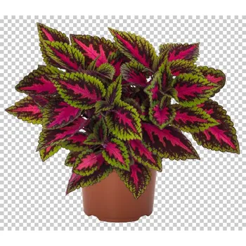 Africká kopřiva-Coleus Down Town- Ruby Road 153 F