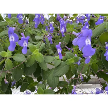 Streptocarpus Saxorum (Tořivka Převislá) 027S (Květináč O Průměru 12 Cm)