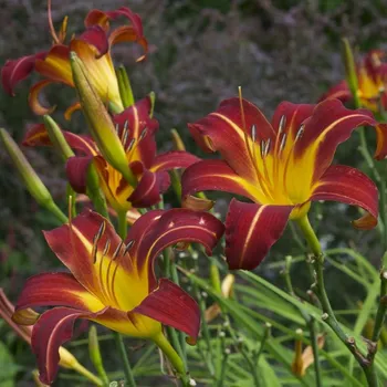 Hemerocallis Autumn Red- Denivka