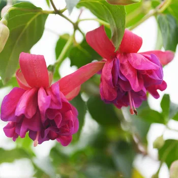 Danny Boy Fuchsie 437