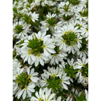 Scaevola bílá vějířovka