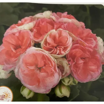 Pelargónie zonale-růžičkokvětý-Rosebau - 1293