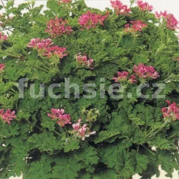 Pelargónie s mentolu-Muškát vzpřímený - 1247
