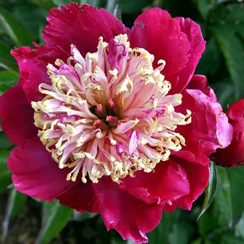 Paeonia, - Tom Cat-Pivoňka čínská 3165