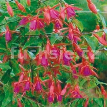 Bernisser Hardy Fuchsie-mrazuvzdorná 405