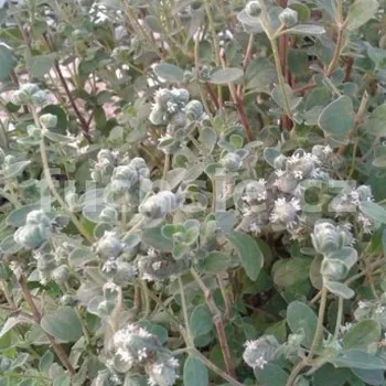 Majoránka vytrvalá (Origánum vulgare compacta) - 137A