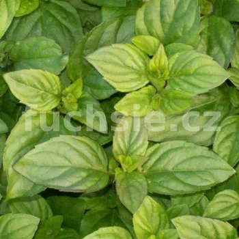 Máta mandarinková (Menta piperita citráta) - 162E