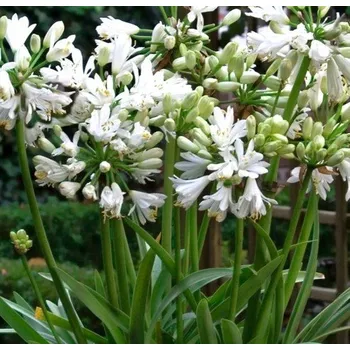 Agapanthus africanus, double diamont- bílý plnokvětý - 1083P