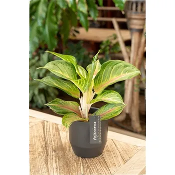 Gardners Aglaonema Sakura Mochi, průměr 12 cm Aglaonema, Spící panna