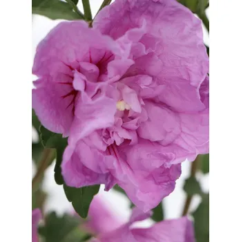 Sazenice Ibišek syrský 'Lavender Chiffon' 51-80 cm ko 3L