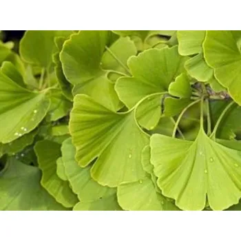 Sazenice Jinan dvoulaločný 'Obelisk' kontejner C2,5