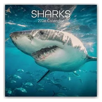 Encyklopedie Sharks - Haie 2026 - 16-Monatskalender - Gifted Stationery Co. Ltd