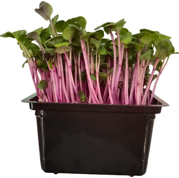 Klíčky Ředkev China Rose, vanička