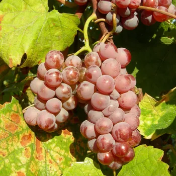 Víno Réva vinná Delaware 2L