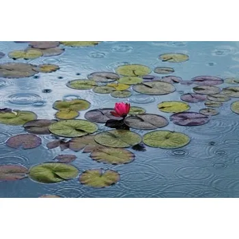 Obraz Plakát Lekníny bez rámu 175 x 115 cm