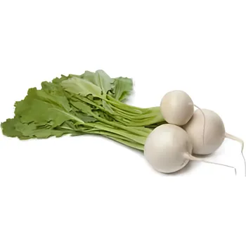 Ředkev bílá kulatá “Mozarella”, svazek 3 ks 300g