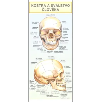 výuková tabulka Kostra a svalstvo člověka 23 x 10,2 cm - Barbora Dančová
