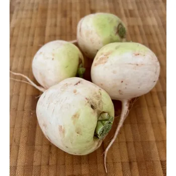 BIO ředkev bílá, min. 500 g