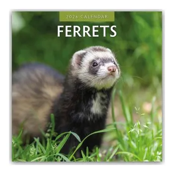 Diář Ferrets - Frettchen 2026 - 16-Monatskalender (EN)