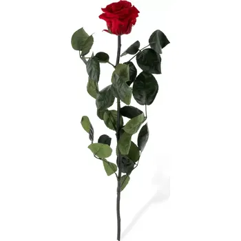 umělá květina STABILIZOVANÁ RŮŽE VOLNÁ RED- odběr min. 3 ks (Darujte až 730 dní radosti z krásné květiny)