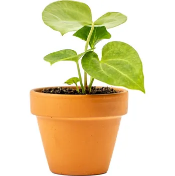 Gardners Anthurium clarinervium, průměr 6 cm Anturie, Toulitka, Prasečí ocásek