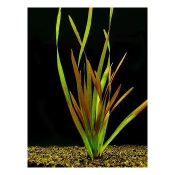 Akvarijní rostlina Vallisneria rubra - Zákruticha červená (balení - koš)