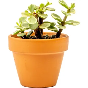 Gardners Portulacaria afra variegata, průměr 6 cm Portulakárie