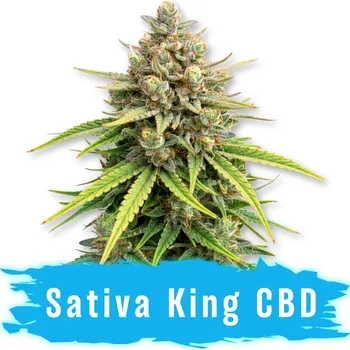 Semeno CBD Sativa King Fem - Svět Semínek ks: 100