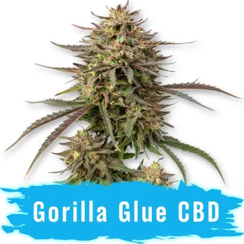 Semeno CBD Gorilla Glue Auto - Svět Semínek ks: 100