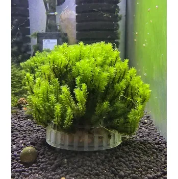 Dekorace do akvária Distichophyllum sp. Hookeriaceae (Rare moss) (na plastové polokouli)