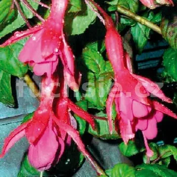 Walz Bügel Fuchsie 456