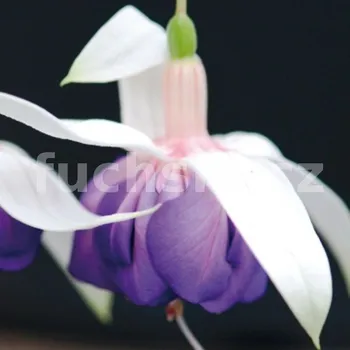 Blue Satin Fuchsie 951