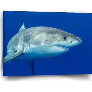 Obraz Sablio Obraz Žralok - 60x40 cm