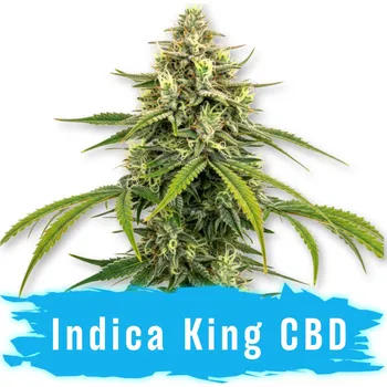 Semeno CBD Indica King Fem - Svět Semínek ks: 3